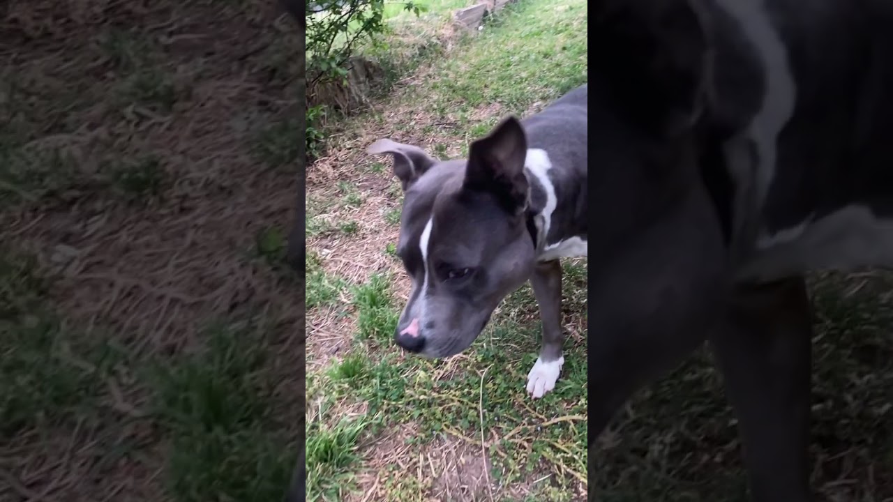 RUN THIS WAY 🐾 Blue Staffy #shorts #staffy Staffordshire Terrier