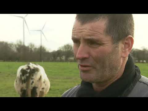 Morts inexpliquées de centaines de vaches près d'installations électriques