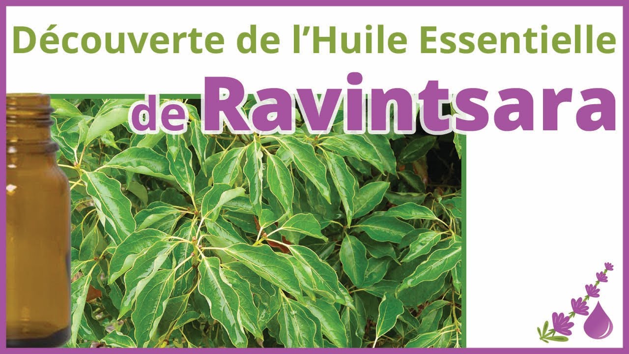 Ravintsara - L'huile essentielle antivirale 🛑 🦠 🙅🏻‍♀️🙅- Dr Françoise Couic Marinier