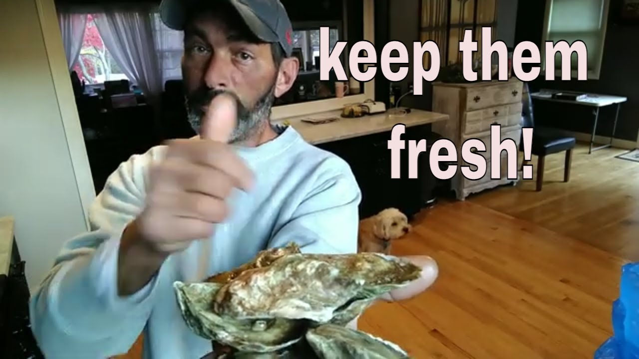 keep oysters fresh FOR UP TO 3 months. | follow these simple steps |