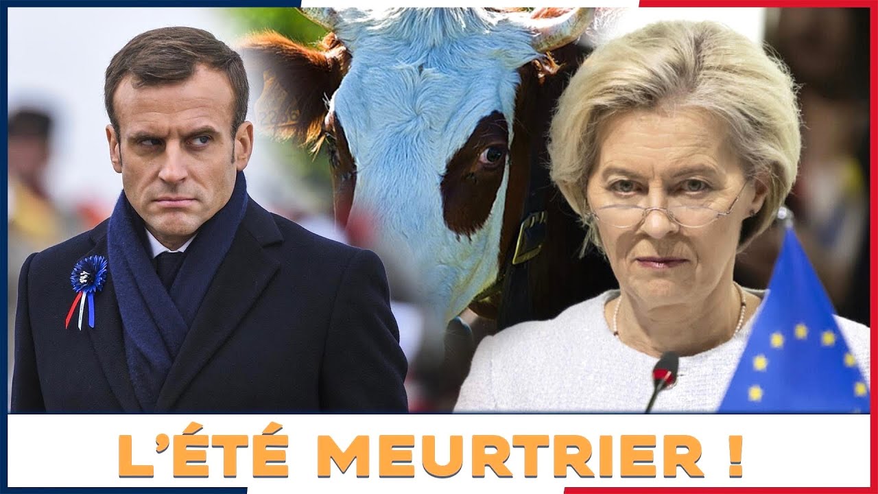 Coup de tonnerre : l’Europe va « tuer toutes les vaches françaises » !
