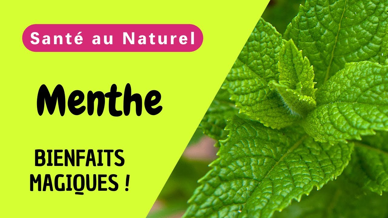 Les Secrets Magiques de la Menthe : Quels Sont Ses Bienfaits pour Votre Santé ?