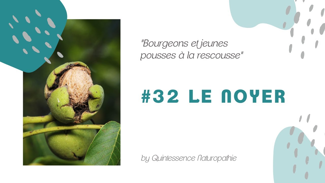 #32 Le macérât de bourgeons de noyer : flore intestinale, inconfort digestif, diabète, acné, etc.