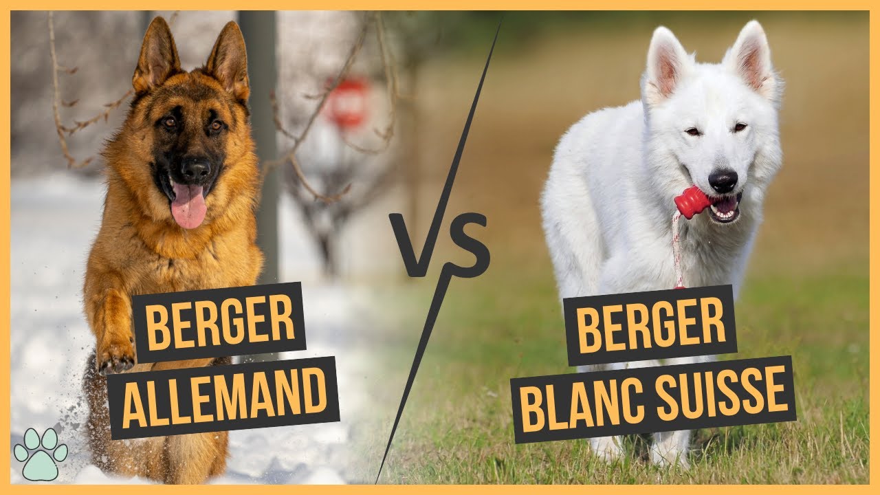 Berger Allemand Vs Berger Blanc Suisse : Comparaison