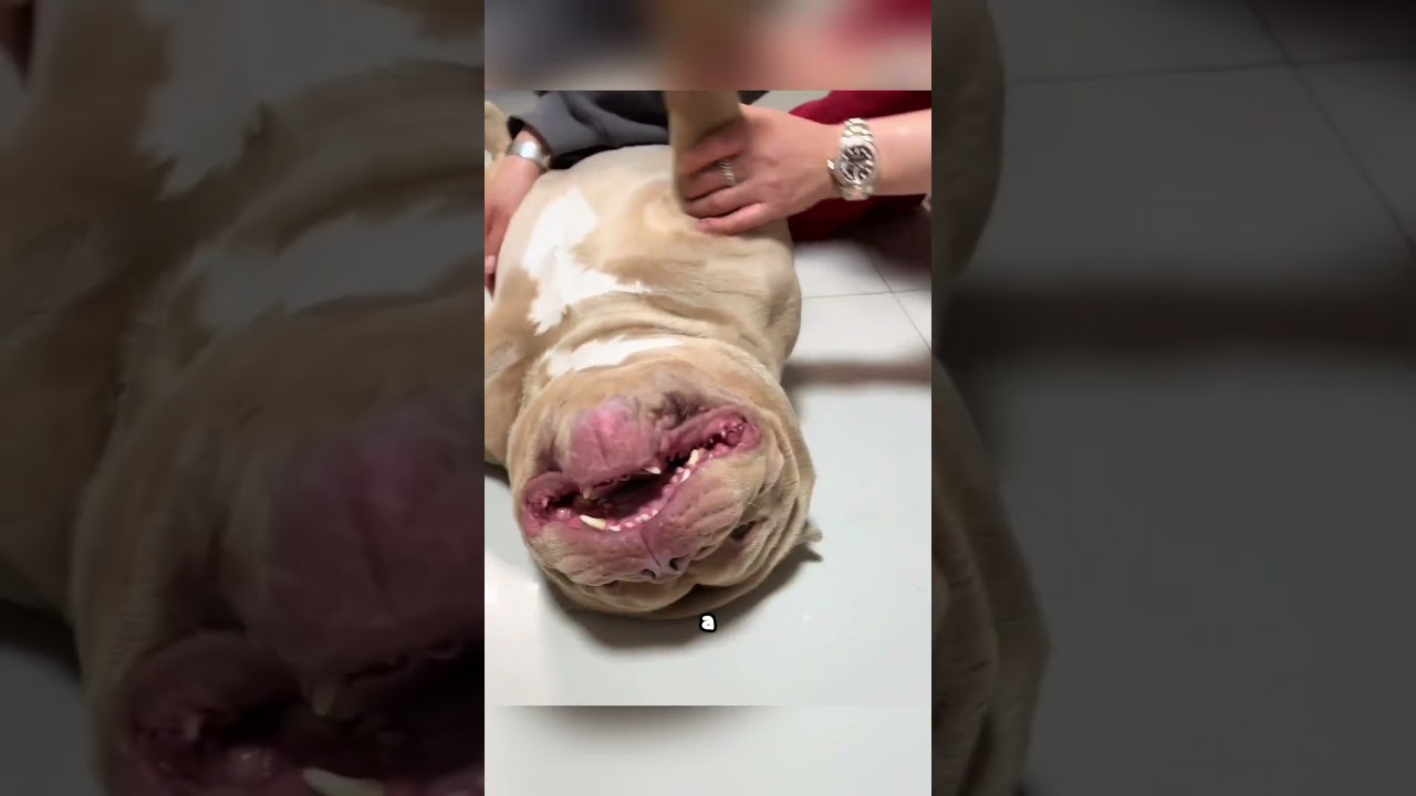 Cette chienne a souffert pour donner la vie… ❤️ #shorts