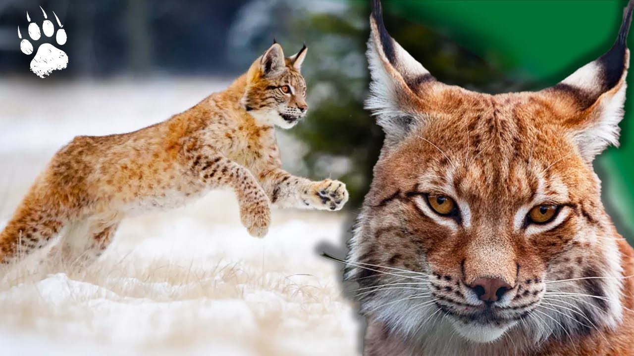 Le Grand Retour du Lynx Boréal ? 🐾 ⎮ Espèce menacée⎮ Documentaire animalier - AT