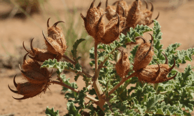 harpagophytum : découvrez les bienfaits naturels de cette plante anti-inflammatoire pour apaiser et soulager efficacement vos douleurs articulaires au quotidien.