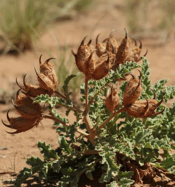 harpagophytum : découvrez les bienfaits naturels de cette plante anti-inflammatoire pour apaiser et soulager efficacement vos douleurs articulaires au quotidien.